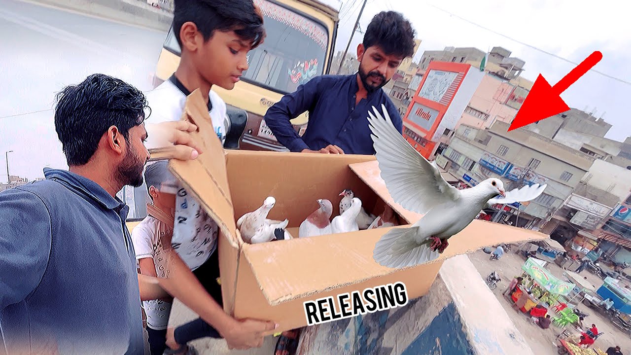 Apne Kbootar Release Ho Gae 🕊️