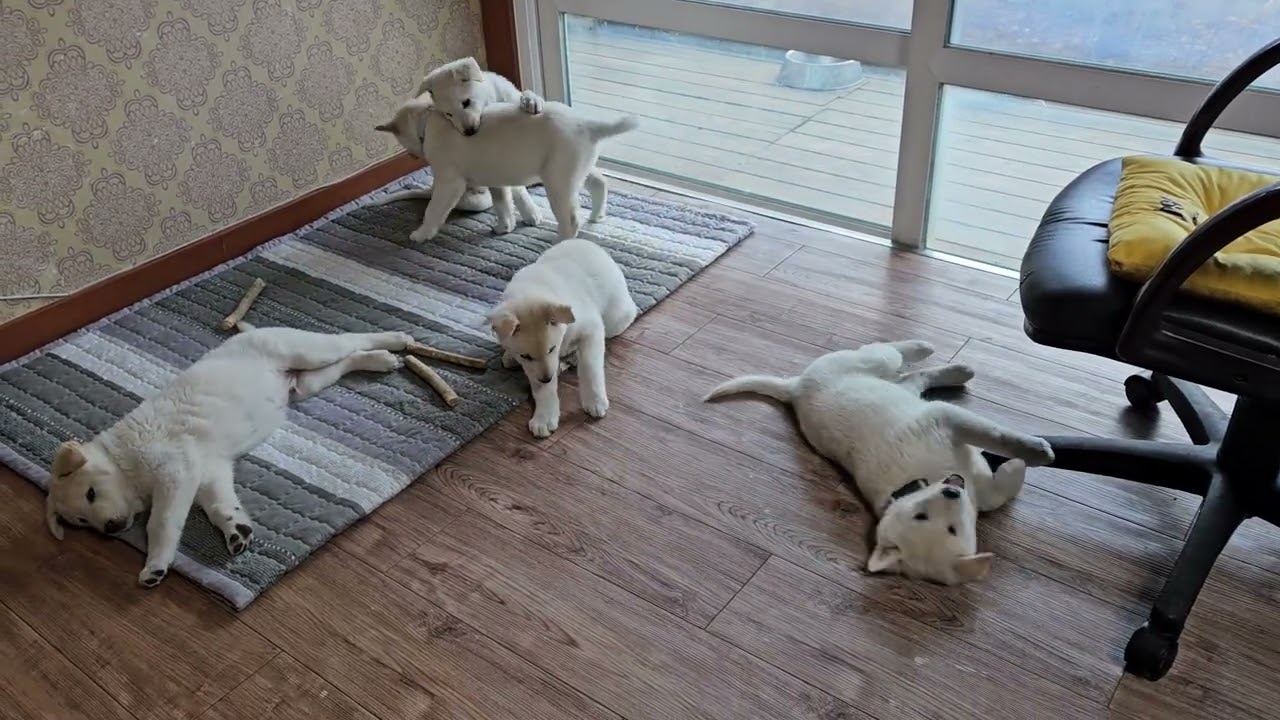 까치에 설날에 암강아지 두마리가 목줄했네요