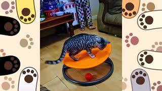 Laugh-Out-Loud Cat Adventures - Funny Cat Moments 2024