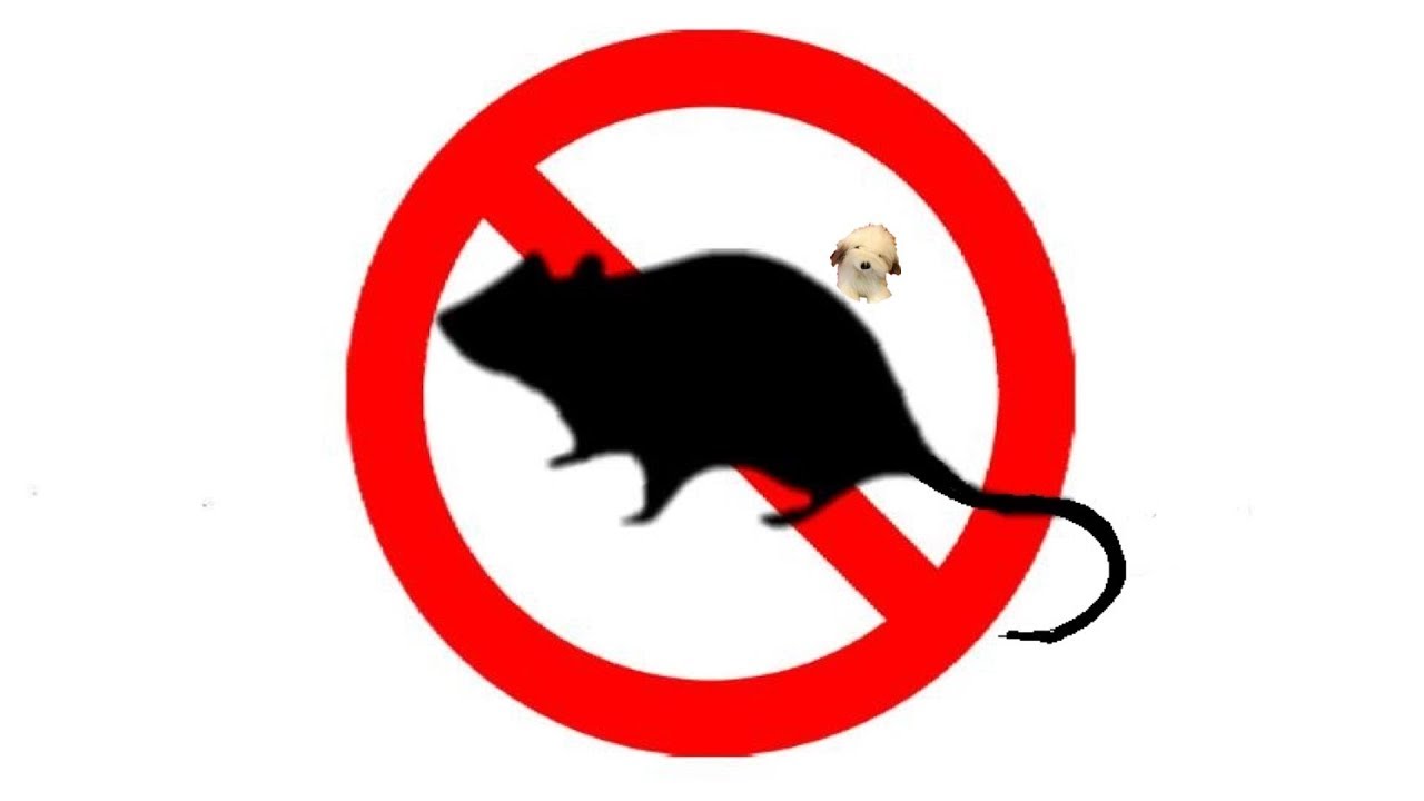 About: Anti Rat Repellent Sound - Ads Free (Google Play version)