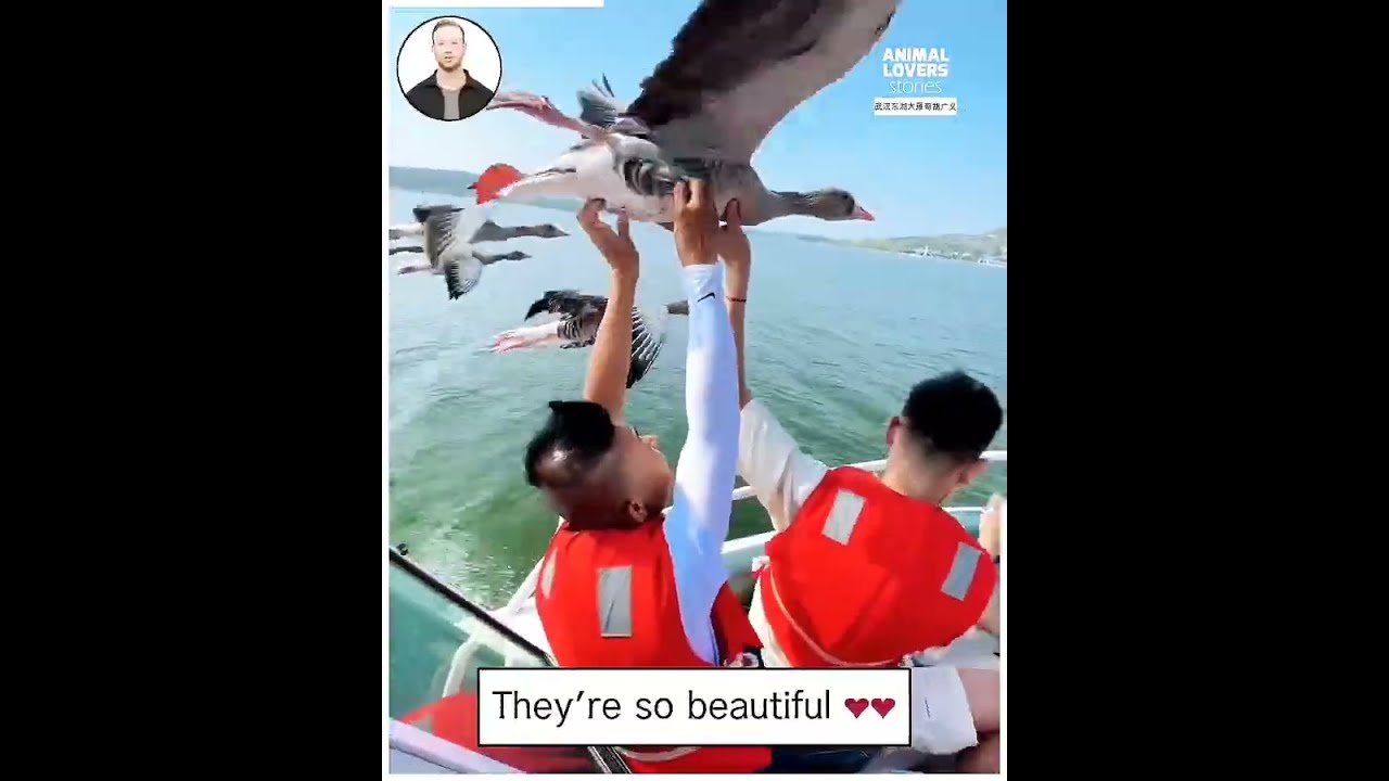 Unforgettable Boat Ride With Close Encounters Shortvideo Funnyvideos Animals
