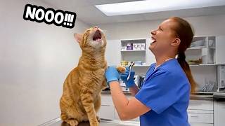 Overdramatic Cats Accidentally Realize They're at the Vet 🤣