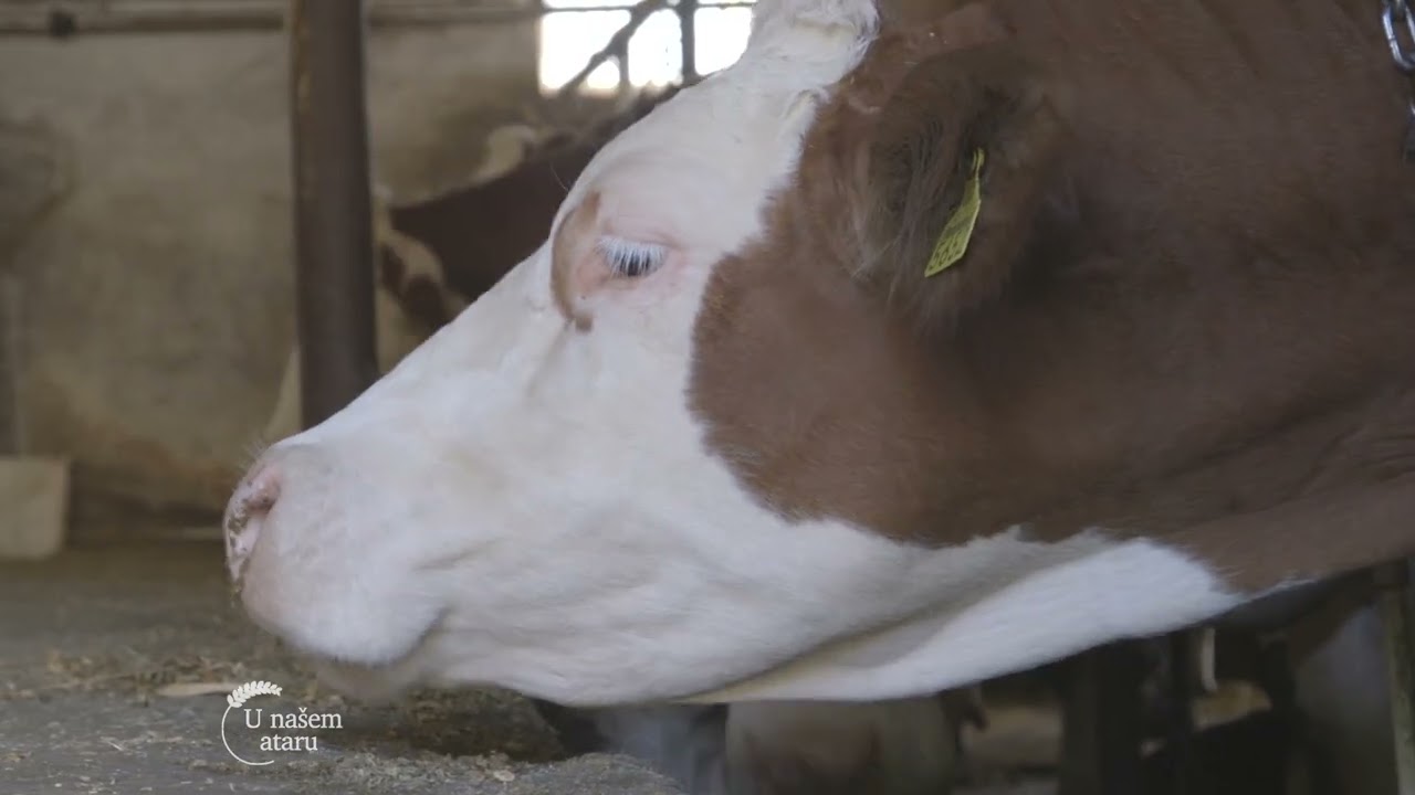 Farma KRAVA i proizvodnja MLEKA u selu MUSIC - U nasem ataru 974