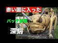 隣の赤い国が大変だ 間違いなくバッタが大暴れ 野菜はどうなる 国際農研の資料が解りやすい 日本にも影響が 【池間哲郎チャンネル】