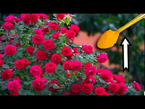 TOP 5 ROSE GARDENING SECRET TIPS // Best Tips For Rose Plants U0026 Care Tips