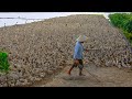 Những Đàn Vịt Nhiều Khủng Nhất Hành Tinh | The Most Terrible Ducks on the Planet |Thanh Hoai KG