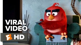 The Angry Birds Movie VIRAL VIDEO - AMC Video (2016) - Animated Movie HD