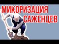 Микоризация саженцев плодовых деревьев / Микофренд / Игорь Билевич