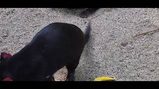 aklzoo-tasmanian-devil-growl