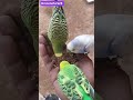 unna nenachan#spb#ilayaraja#song#tamil🎶#tamil#sad#sad🎶#yt#ytshorts#💕#lovesad#hits#hit#birds😢😭💔🎧🧔#90s