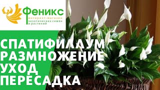 Спатифиллум - пересадка, размножение, уход