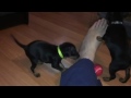 Toy Manchester Terrier puppy の動画、YouTube動画。