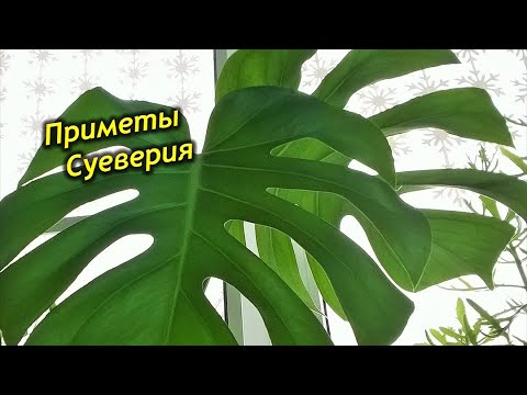 Видео: Как цъфти монстера