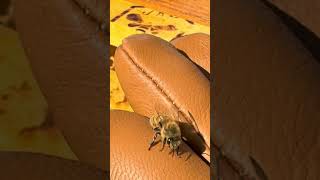 Apis Tactical Beekeeping Gloves — Dexterity + Sting Protection