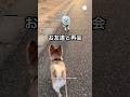 全力で走ってきたお友達まさかのターバン姿　　　#犬　#いぬ　#かわいい犬 #犬のいる暮らし #チワワ