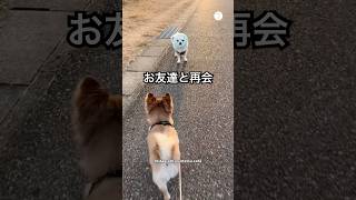 全力で走ってきたお友達まさかのターバン姿　　　#犬　#いぬ　#かわいい犬 #犬のいる暮らし #チワワ
