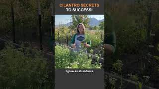 The Secret to Growing Cilantro Forever