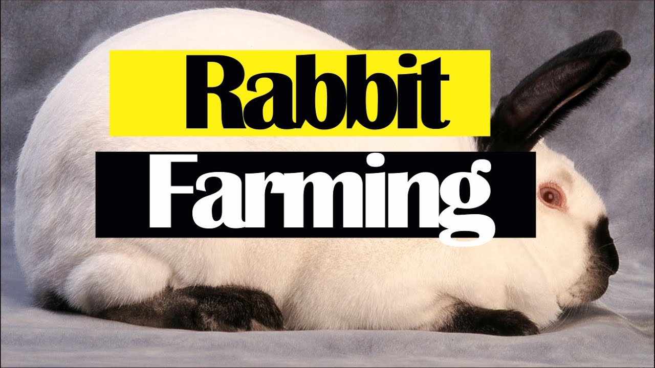 How to Start a Small Rabbit Farm in Nigeria YouTube