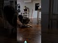 How Obsessed Are Dogs With Ice Cubes #dog#funnydog#dogsofttiktok#foryou#fyp#funnytiktok