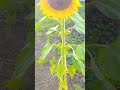 Video banana Hamara Kam hai. #viralvideo #trendingshorts #shortvideo #duet #love #shorts