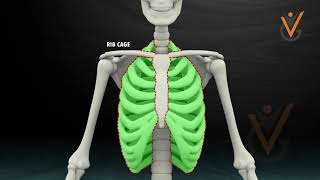 The Skeletal System | EFA Course | Virtual Guru