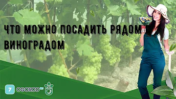Что можно посадить рядом с виноградом