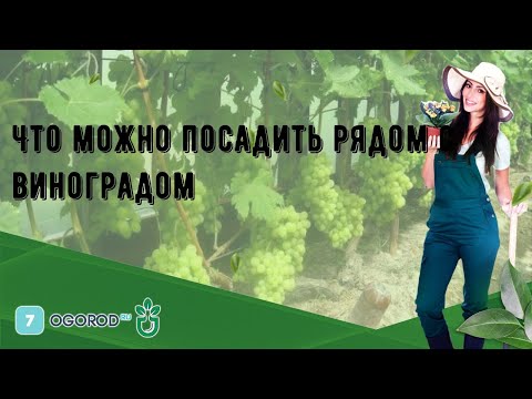 Что можно посадить рядом с виноградом