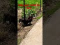 Rescue a baby goat| Bakri ka bacha| #loveanimals #shorts