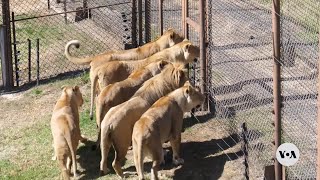 South Africa prepares to end captive-bred lion hunting