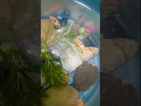 আমার পোনা মাছ গুলো। #shorts #viral #fish