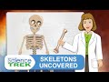 Understanding the Skeletal System