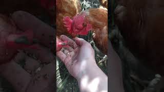 Несколько голодных курей набросились на человека 🙈🐔🐓🐔🐔🐓