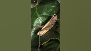 Suara Belalang | Belalang 🦗