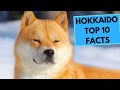 Hokkaido Dog Breed - TOP 10 Interesting Facts の動画、YouTube動画。