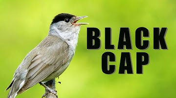 Bird sounds - Eurasian BLACKCAP birds singing and chirping in spring