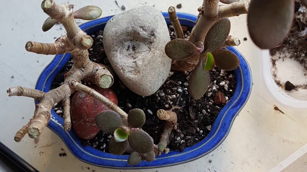 Succulent Background: Jade Bonsai