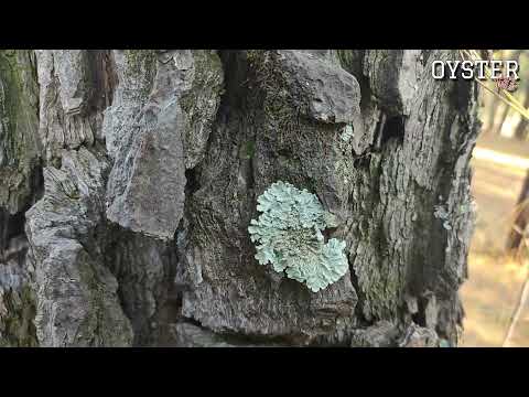 Video: De ce lichenii sunt considerați simbioți?