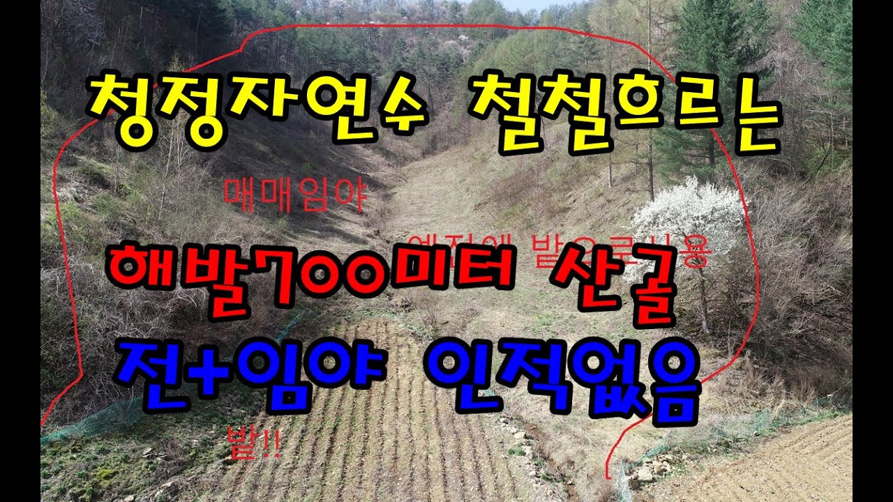 인적이 드문 산골 개울물 철철흐르고 양지바른 전+임야8382평(정선임계부동산)