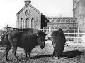 view Smithsonian Institution Castle: National Zoo Beginnings digital asset number 1