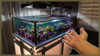 140g Reef Update | Anemone Population Explosion | Nutrient Issues | 4 Years Old | SPS