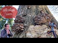 สุดฟินเจอเห็ดนางรมช่อสวย# ตื่นเต้นดีใจมาก# oyster mushrooms.21/12/21.