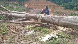 proses potong kayu getah//guna chainsaw husgvarna 395xp