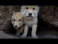 Up Close and Personal with Young Wolves | Snow Wolf Family And Me | BBC Earth