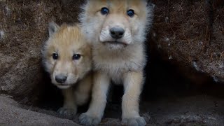 Young Wolves Filmed Using Remote Camera! | Snow Wolf Family And Me | BBC Earth