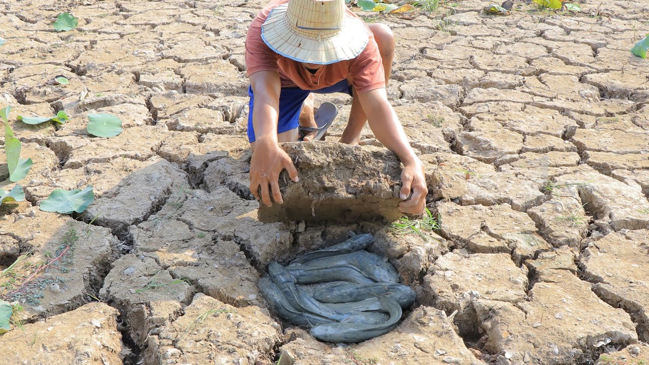 Amazing find a lot of catfish in underground secret hole dry season