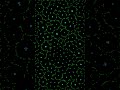 Particle Life Simulation - 2026-03-26