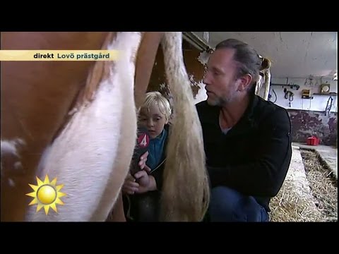Video: Hur Man Mjölkar En Ko