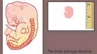 Introduction to the Human Embryo
