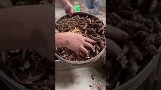 rice grain herb crusher grinder #foodmachinery #machine #grinder #herbs #grain #seeds
