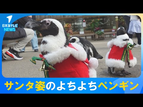 【かわいかった】鈴の音を鳴らしながら…“サンタペンギン”の行進　島根県松江市・松江フォーゲルパーク